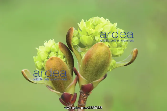 : Maple, Norway maple, Acer platanoides palmatifidum : Maple, Norway maple, Acer platanoides palmatifidum
