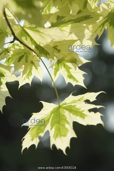 : Maple, Norway maple variegated, Acer platanoides variegata : Maple, Norway maple variegated, Acer platanoides variegata