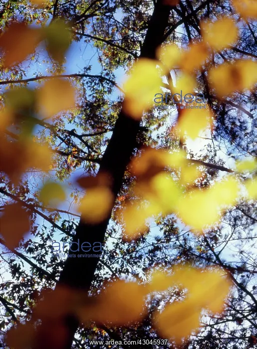 : Maple, Red maple, Acer rubrum : Maple, Red maple, Acer rubrum