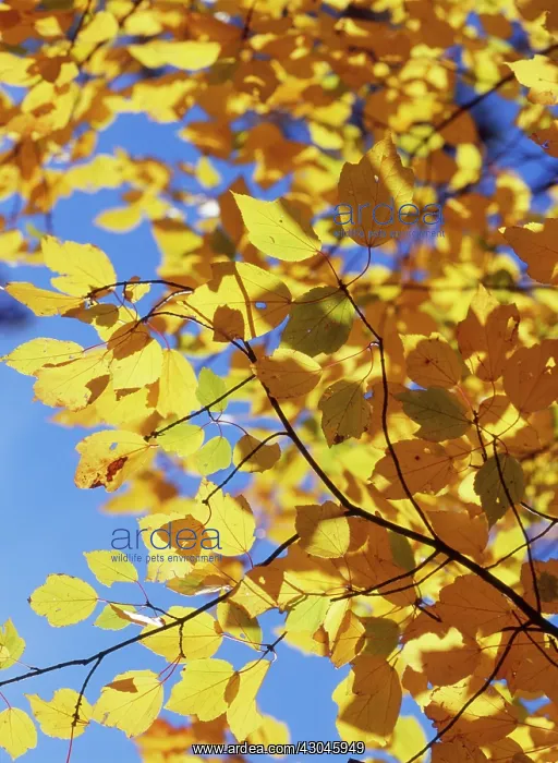 : Maple, Red maple, Acer rubrum : Maple, Red maple, Acer rubrum