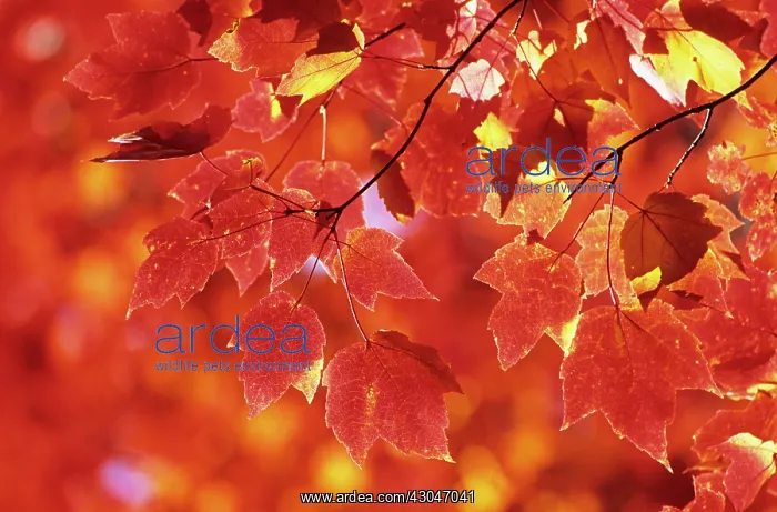 : Maple, Red maple, Acer rubrum : Maple, Red maple, Acer rubrum