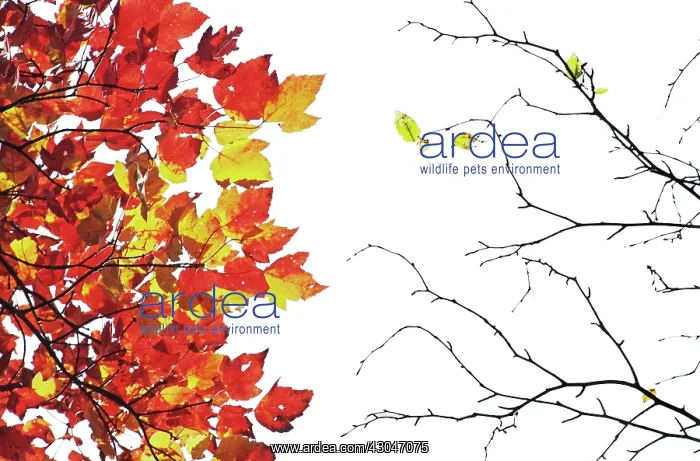 : Maple, Red maple, Acer rubrum : Maple, Red maple, Acer rubrum
