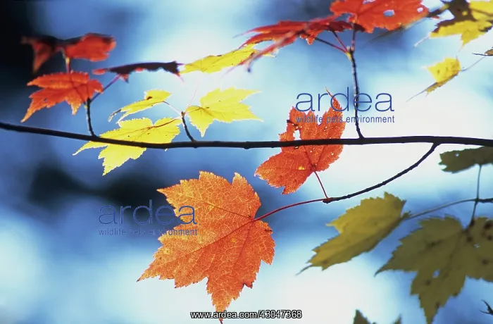 : Maple, Red maple, Acer rubrum : Maple, Red maple, Acer rubrum