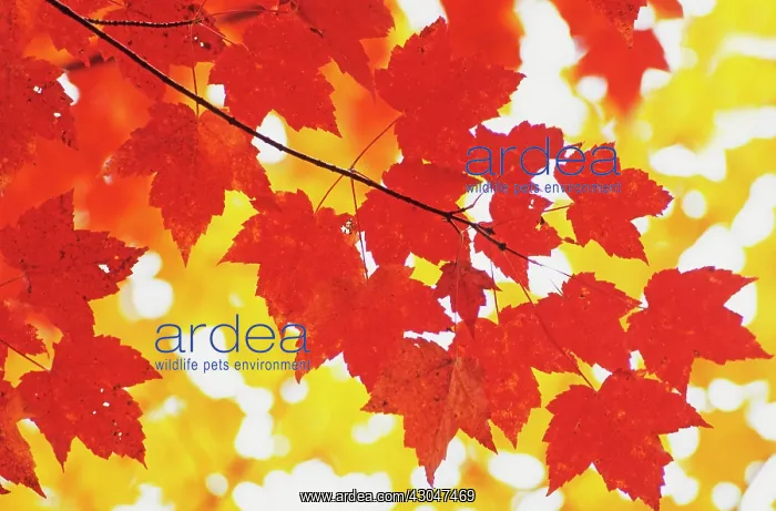 : Maple, Red maple, Acer rubrum : Maple, Red maple, Acer rubrum