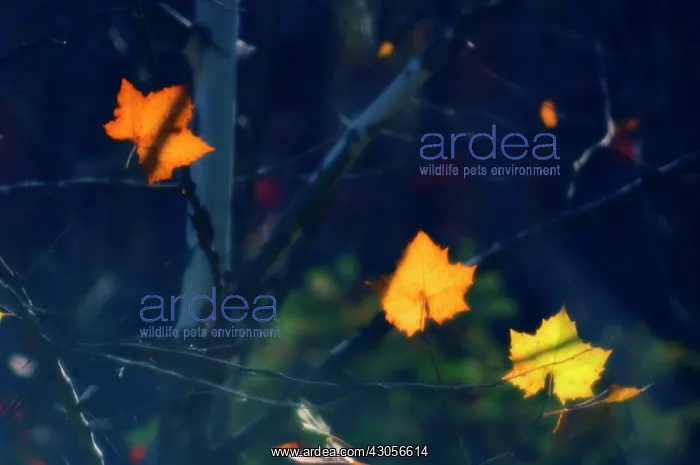 : Maple, Red maple, Acer rubrum : Maple, Red maple, Acer rubrum