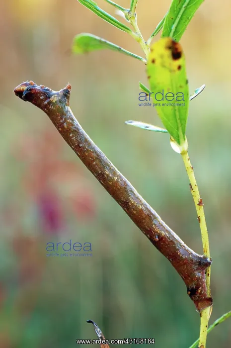 : Maple Spanworm Caterpillar : Maple Spanworm Caterpillar