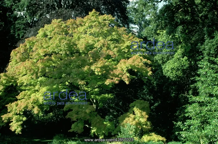  : MAPLE Tree