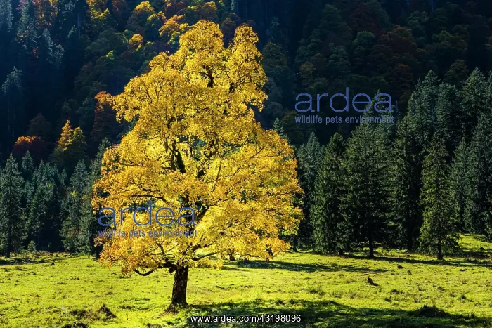  : Maple tree, Acer pseudoplatau, near Wankerfleck