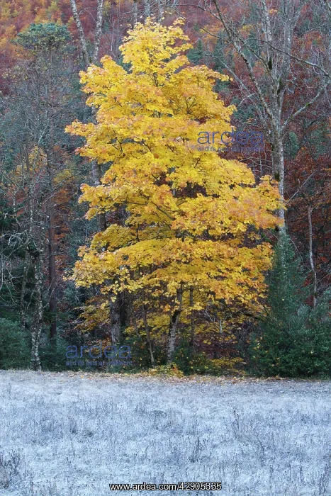 : Maple Tree - in Autumn : Maple Tree - in Autumn