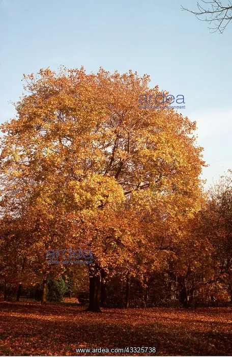 : MAPLE TREE - Autumn colour : MAPLE TREE - Autumn colour