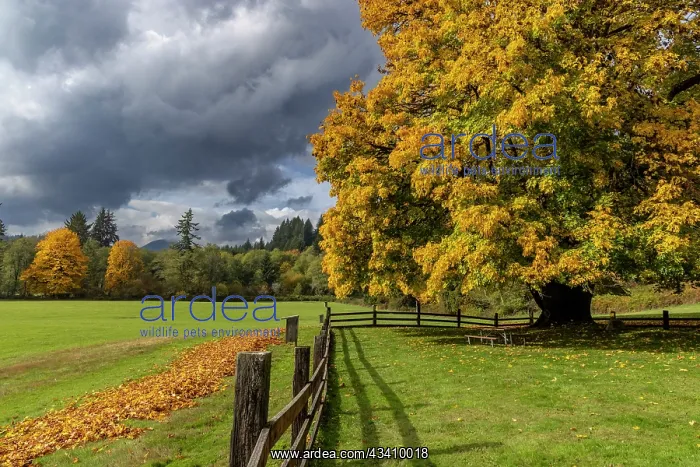 : Maple tree and fence at Jewell Meadows Wildlife : Maple tree and fence at Jewell Meadows Wildlife