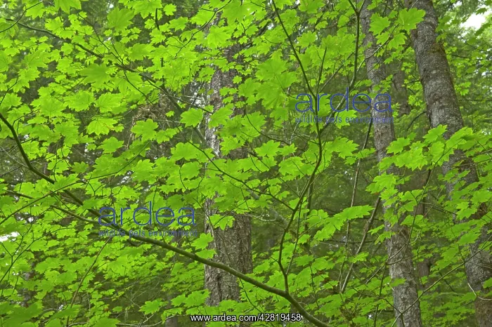 : Maple Trees growing as understory in Pine Forest : Maple Trees growing as understory in Pine Forest