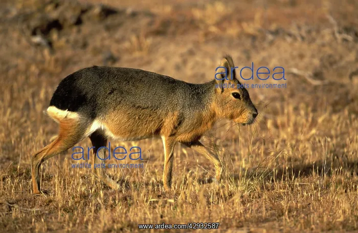 : MARA / Patagonian Hare / Patagonian Cavy : MARA / Patagonian Hare / Patagonian Cavy