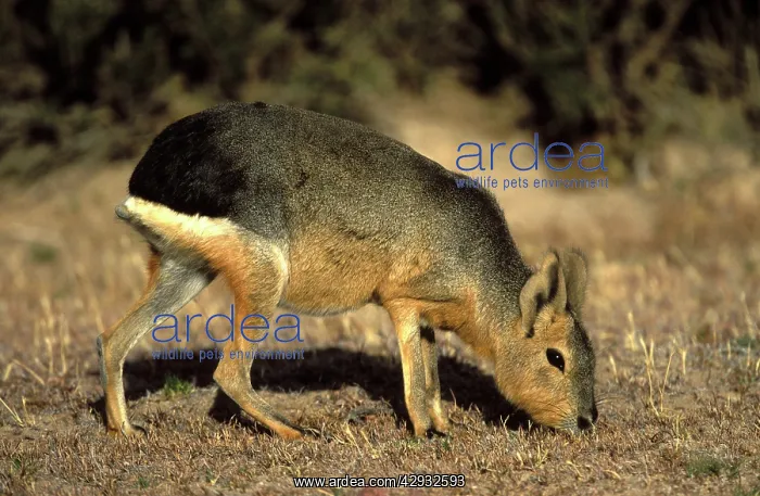 : MARA / Patagonian Hare / Patagonian Cavy : MARA / Patagonian Hare / Patagonian Cavy