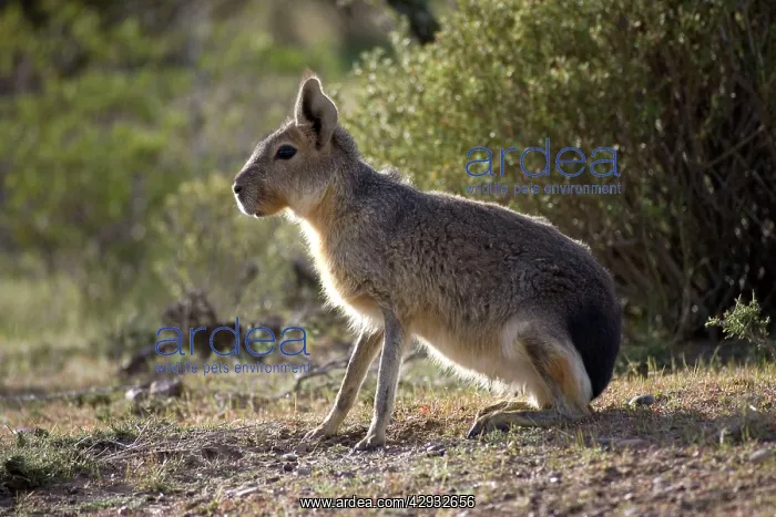: MARA / Patagonian Hare / Patagonian Cavy : MARA / Patagonian Hare / Patagonian Cavy