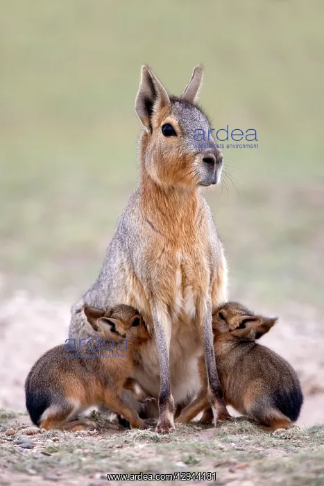 : MARA / Patagonian Hare / Patagonian Cavy : MARA / Patagonian Hare / Patagonian Cavy