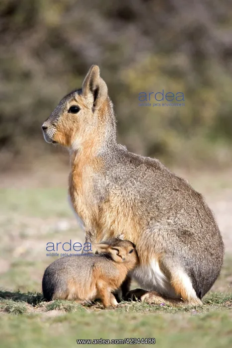  : MARA  /  Patagonian Hare  /  Patagonian Cavy