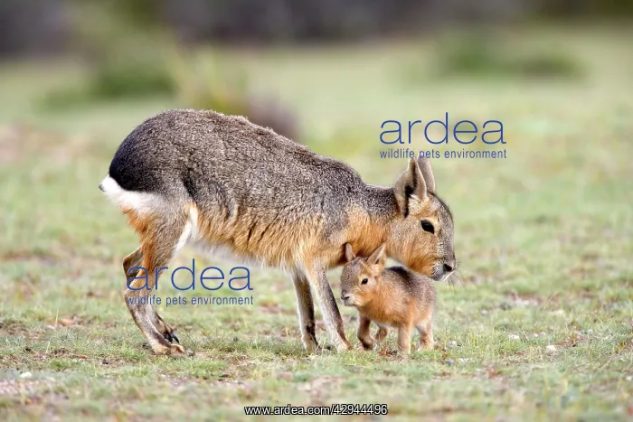: MARA / Patagonian Hare / Patagonian Cavy : MARA / Patagonian Hare / Patagonian Cavy