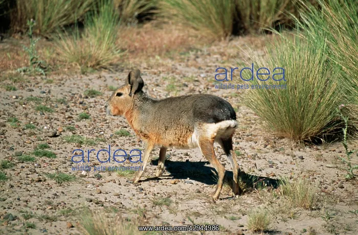  : MARA  /  Patagonian Hare  /  Patagonian Cavy
