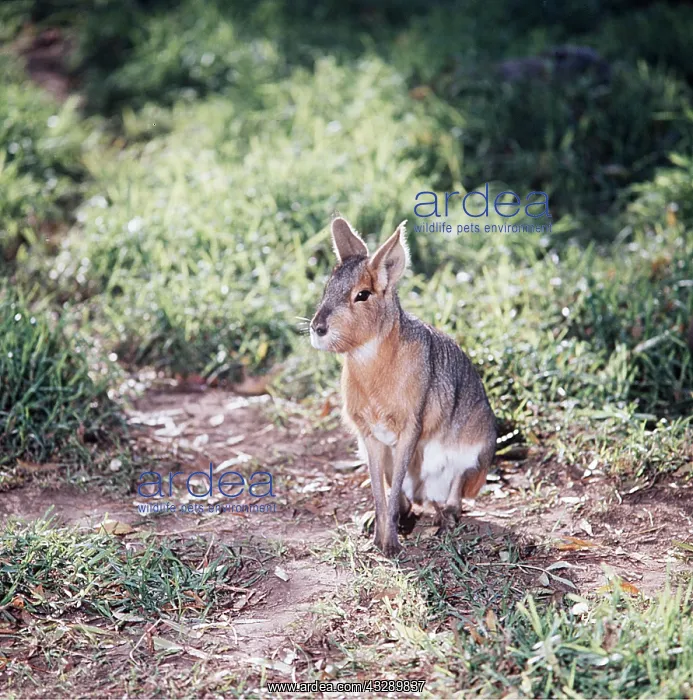 : MARA / Patagonian Hare / Patagonian Cavy : MARA / Patagonian Hare / Patagonian Cavy