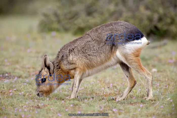  : MARA  /  Patagonian Hare  /  Patagonian Cavy - adult