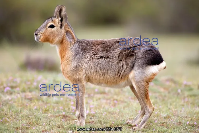 : MARA / Patagonian Hare / Patagonian Cavy - adult : MARA / Patagonian Hare / Patagonian Cavy - adult