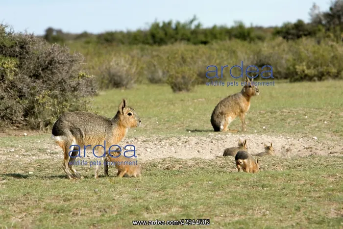 : MARA / Patagonian Hare / Patagonian Cavy - denning : MARA / Patagonian Hare / Patagonian Cavy - denning