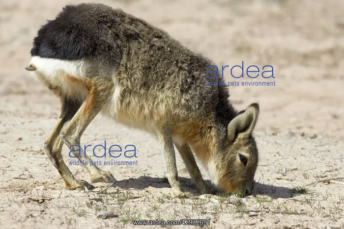 : MARA / Patagonian Hare / Patagonian Cavy - feeding : MARA / Patagonian Hare / Patagonian Cavy - feeding