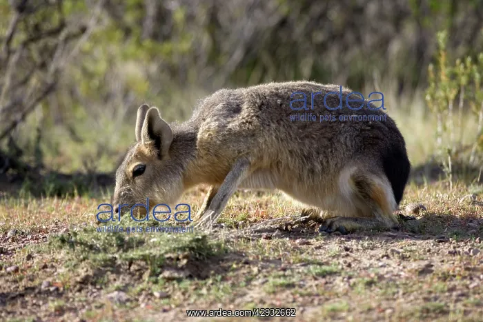 : MARA / Patagonian Hare / Patagonian Cavy - feeding : MARA / Patagonian Hare / Patagonian Cavy - feeding