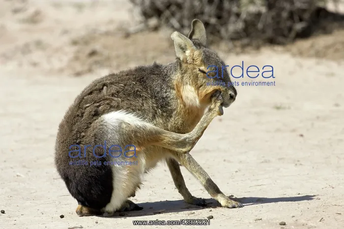: MARA / Patagonian Hare / Patagonian Cavy - grooming : MARA / Patagonian Hare / Patagonian Cavy - grooming