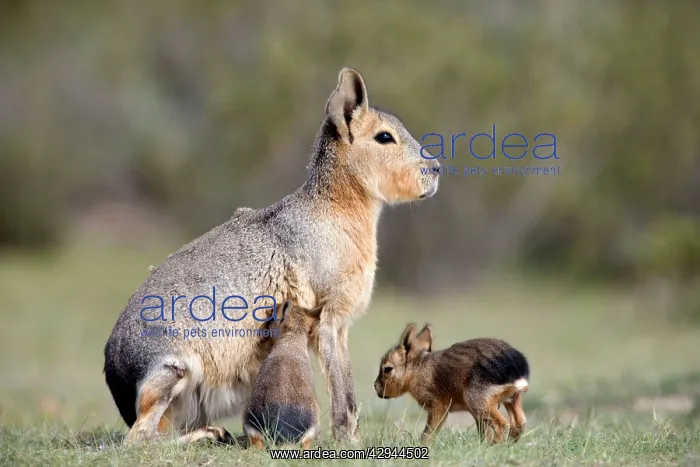 : MARA / Patagonian Hare / Patagonian Cavy - mother : MARA / Patagonian Hare / Patagonian Cavy - mother