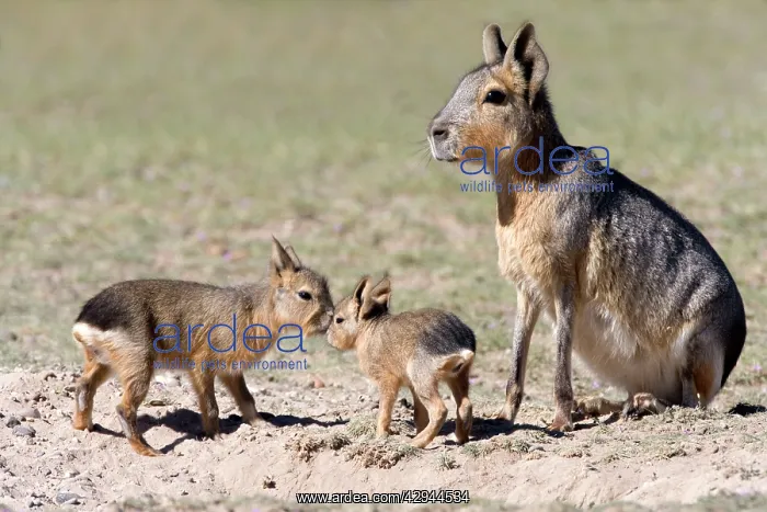 : MARA / Patagonian Hare / Patagonian Cavy - mother : MARA / Patagonian Hare / Patagonian Cavy - mother