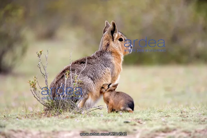 : MARA / Patagonian Hare / Patagonian Cavy - mother : MARA / Patagonian Hare / Patagonian Cavy - mother