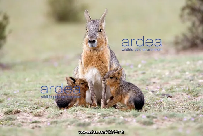 : MARA / Patagonian Hare / Patagonian Cavy - mother : MARA / Patagonian Hare / Patagonian Cavy - mother