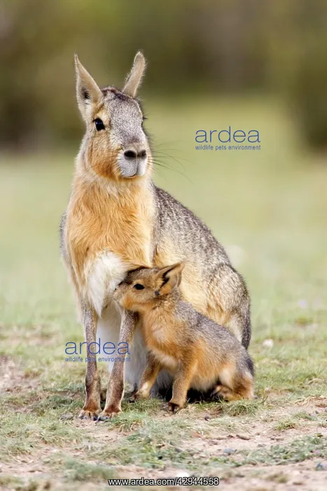 : MARA / Patagonian Hare / Patagonian Cavy - mother and young : MARA / Patagonian Hare / Patagonian Cavy - mother and young