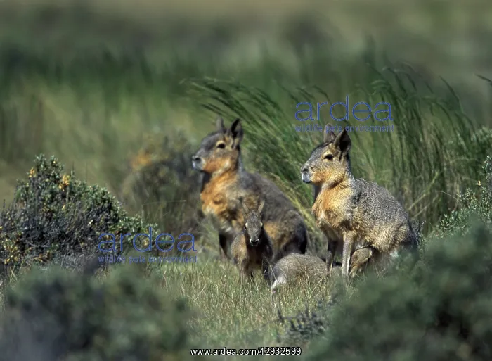: MARA / Patagonian Hare / Patagonian Cavy - nursing : MARA / Patagonian Hare / Patagonian Cavy - nursing