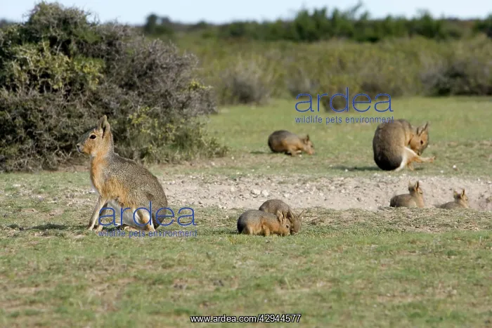 : MARA / Patagonian Hare / Patagonian Cavy - shows : MARA / Patagonian Hare / Patagonian Cavy - shows