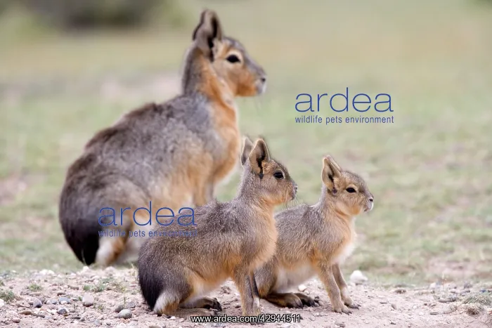 : MARA / Patagonian Hare / Patagonian Cavy - young : MARA / Patagonian Hare / Patagonian Cavy - young