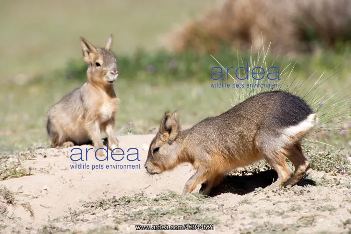 : MARA / Patagonian Hare / Patagonian Cavy - young : MARA / Patagonian Hare / Patagonian Cavy - young