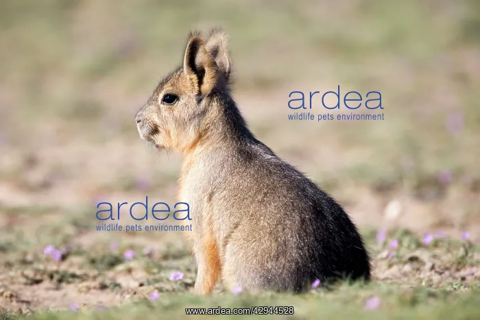 : MARA / Patagonian Hare / Patagonian Cavy - young : MARA / Patagonian Hare / Patagonian Cavy - young