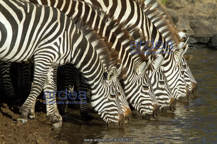 : Mara River : Mara River