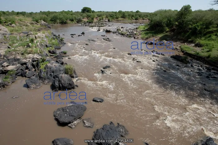  : Mara River - Masai Mara Game Reserve - Kenya
