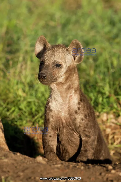 : Mara Triangle, Masai Mara Game Reserve : Mara Triangle, Masai Mara Game Reserve