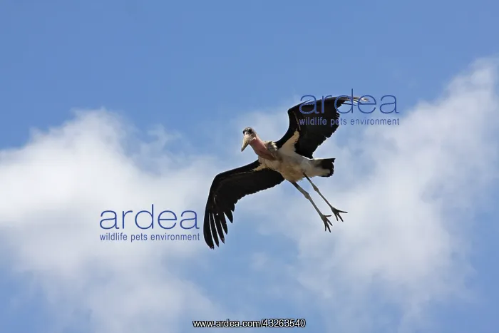  : Maraboou Stork