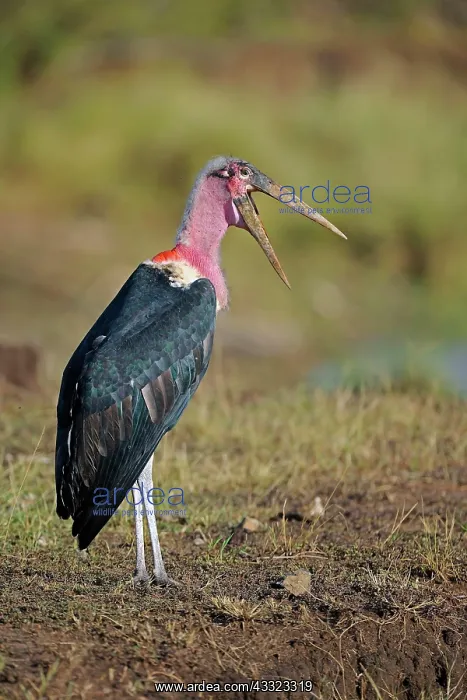 : Marabou (Leptoptilos crumeniferus) spreads its blood-stained : Marabou (Leptoptilos crumeniferus) spreads its blood-stained