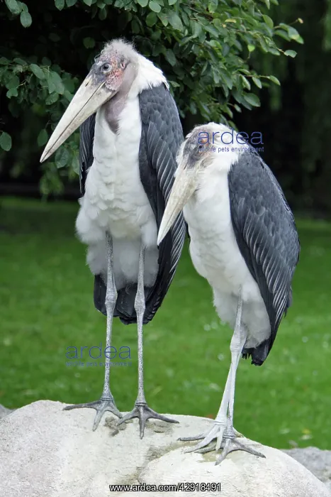  : Marabou Stork - 2 birds resting on boulder