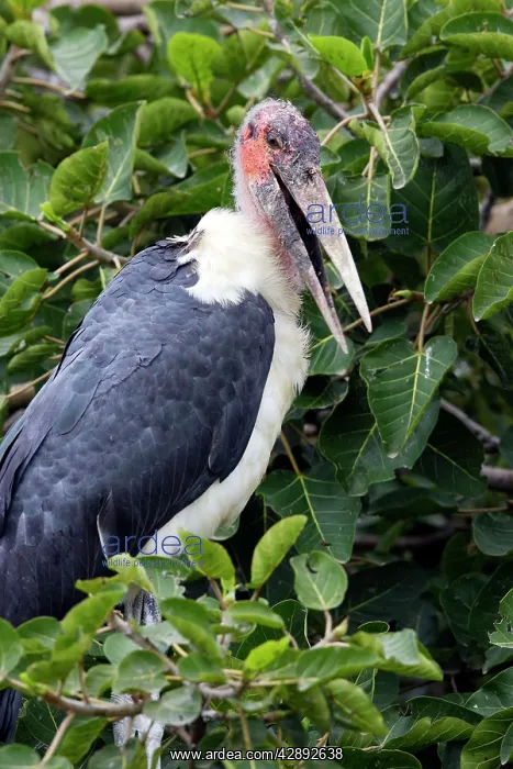 : Marabou Stork : Marabou Stork