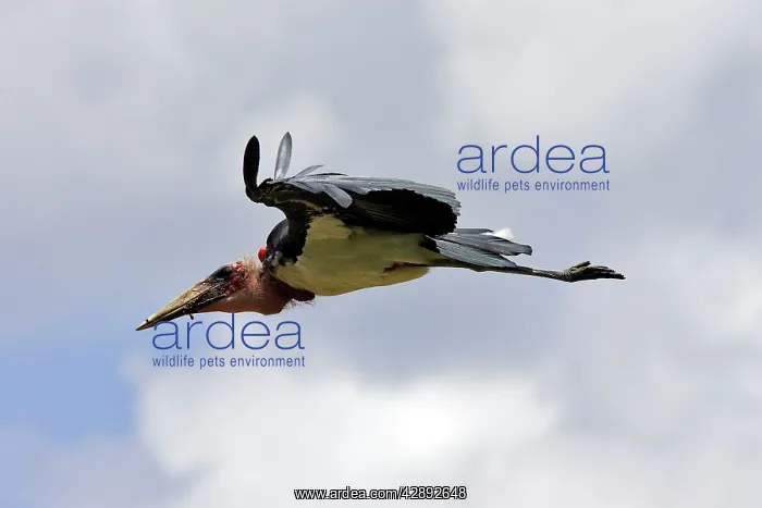 : Marabou Stork : Marabou Stork