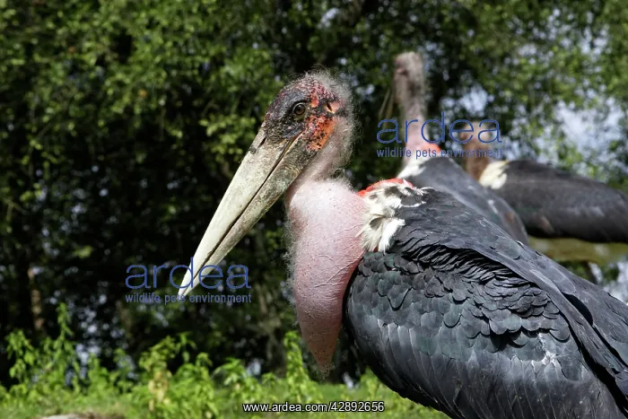 : Marabou Stork : Marabou Stork