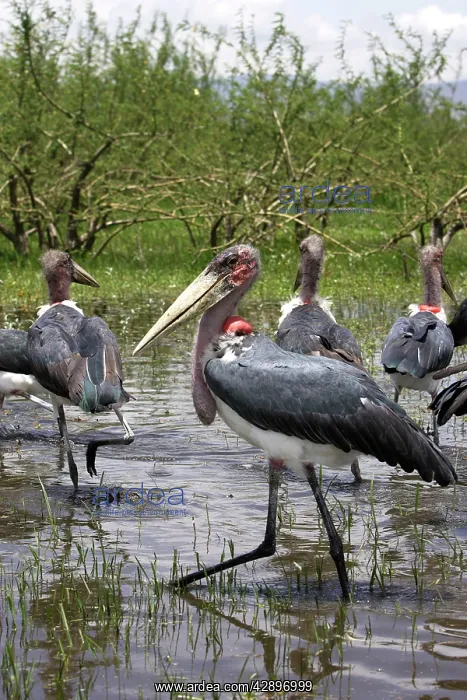 : Marabou Stork : Marabou Stork